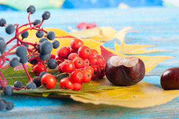 Autumn still life with forest berries