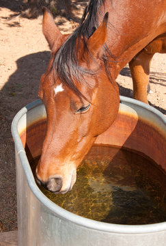 Bay Arabian horse drinking from a water trough
