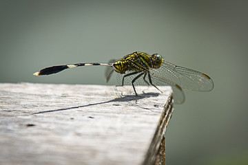 Dragonfly