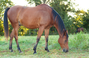 Bay Arabian grazing in morning sun