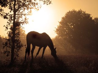 Peaceful image of a grazing horse against sunrise and thick fog in rich sepia tone