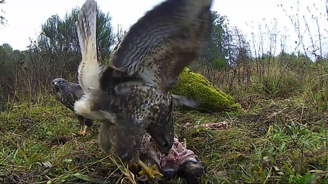 M&auml;usebussard fri&szlig;t am Aas