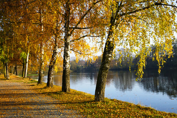 yellow trees near the pond in the autumn