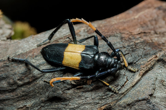 Elli Insect รูปภาพElengi – เลือกดูภาพถ่ายสต็อก เวกเตอร์ และวิดีโอ238 | Adobe Stock