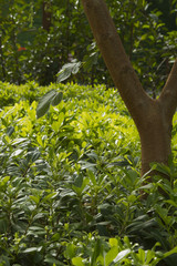 Tree and green lush in the garden