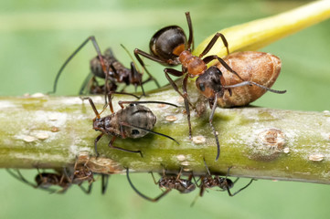 Große Waldameise mit Blatläusen