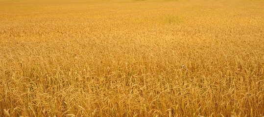 autumn landscape - a golden field of rye. photo toned