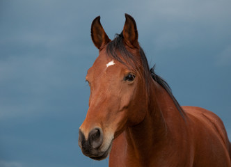 Handsome bay Arabian horse against stormy skies