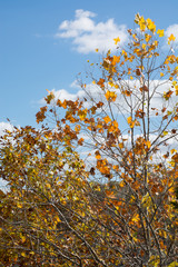 Fototapeta premium Autumn colors