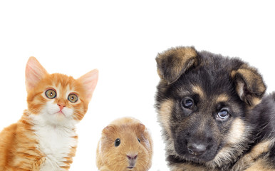 Puppy and kitten and guinea pig