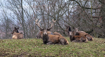 Hirsch und Rehe auf der Wiese