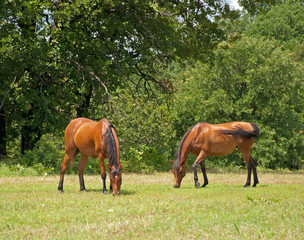 Two beautiful, shiny bay Arabian horses grazing in pasture on a sunny day