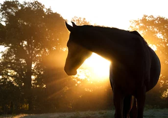 Gardinen Schöne arabische Pferdesilhouette gegen Morgensonne, die durch Dunst und Bäume scheint © pimmimemom