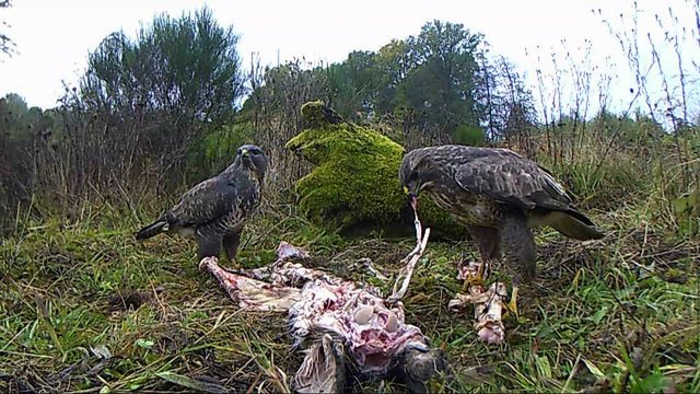 M&auml;usebussard fri&szlig;t am Aas