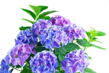 dark blue blue and violet fresh hortensia blooming flowers isolated on white background