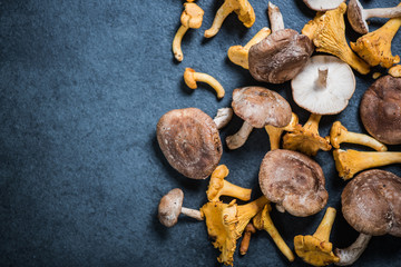 Wild mushrooms border background