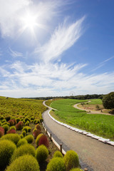 Kochia bushes at Hitachi Seaside Park, Ibaraki, Japan