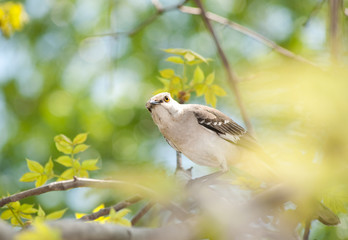 Northern Mockingbird peeking through leaves