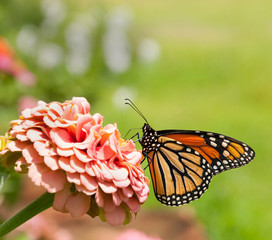 Monarch butterfly feeding on pink Zinnia with grass background