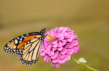 Beautiful Monarch butterfly feeding on pink Zinnia against muted green background