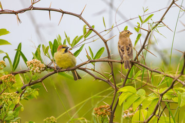 Plain backed Sparrow standing on branch