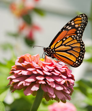 Monarch butterfly feeding on pink Zinnia