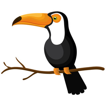 Toucan Bird Isolated Icon Vector Illustration Design