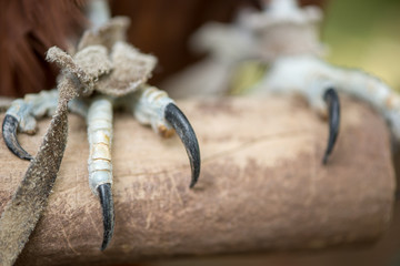 Close-up detail of the talons of a brahminy kite perching on a wooden pole, with a jess, a leather rope, tied to its ankle. Falconry concept.