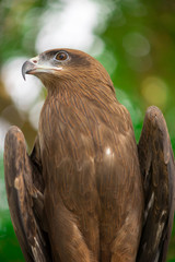 Close-up of a black kite (Milvus migrans) posing majestically while perching. Birding and falconry concept.