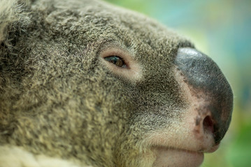 Obraz premium Extreme close-up detail on the side of a Koala's face. Nature and conservation concept.