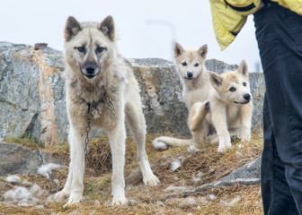 Naklejka na ściany i meble Grönlandhunde, Schlittenhunde