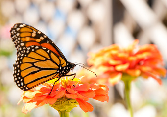 Migrating Monarch Butterfly has stopped to feed on an orange Zinnia to restore his energy, against light siding of a house
