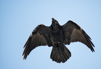 Obraz premium Rabe von unten