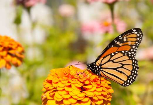 Migrating Monarch Butterfly has stopped to feed on an orange Zinnia to restore his energy, against light siding of a house