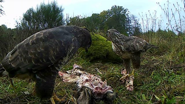 M&auml;usebussard fri&szlig;t am Aas
