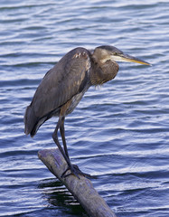 Beautiful image with a great blue heron on a log