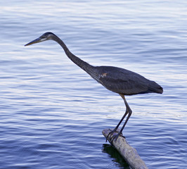 Beautiful background with a great blue heron found something