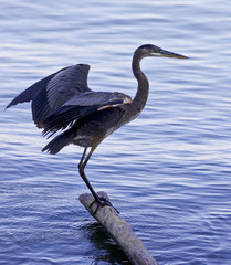 Beautiful image with a great blue heron jumping on a log