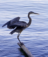 Beautiful isolated photo of a great blue heron standing on a log