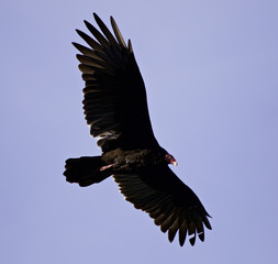 Isolated image of a vulture in the sky