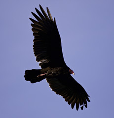 Isolated picture with a vulture in the sky