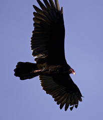 Background with a vulture in the sky