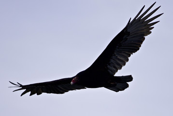 Isolated photo of a vulture in the sky
