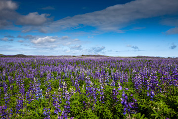 View at Icelandic plains during summertime