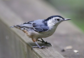 Isolated picture of a white-breasted nuthatch bird