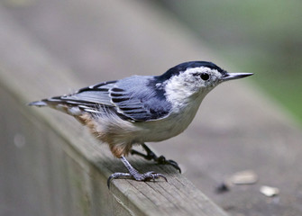 Beautiful background with a white-breasted nuthatch bird