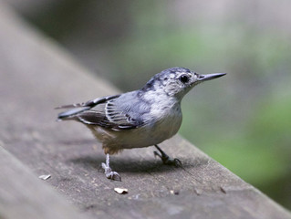 Beautiful background with a white-breasted nuthatch bird