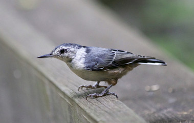 Beautiful image with a white-breasted nuthatch bird
