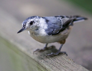 Beautiful isolated image with a white-breasted nuthatch bird