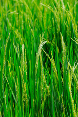 Green rice in the field rice background